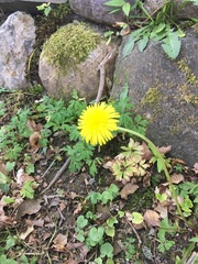 Taraxacum officinale