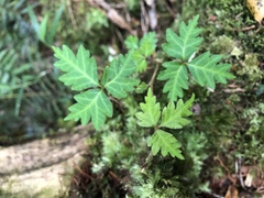 Toxicodendron orientale