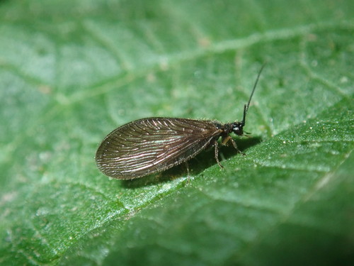 Black Spongillafly, photo 8 of 8