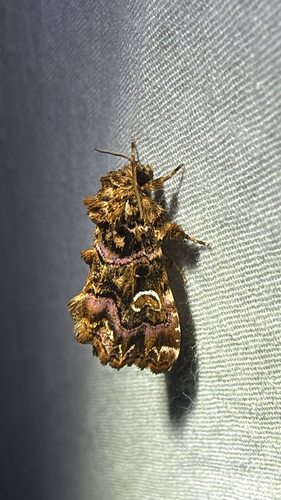 Pink-shaded Fern Moth