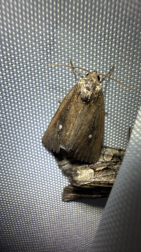 White-dotted Groundling (Condica videns)
