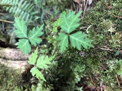 Toxicodendron orientale
