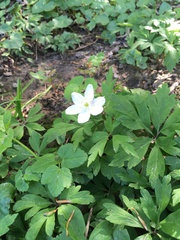 Anemonoides nemorosa