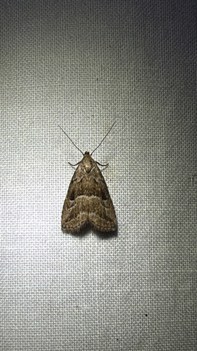 Large Hypenodes Moth