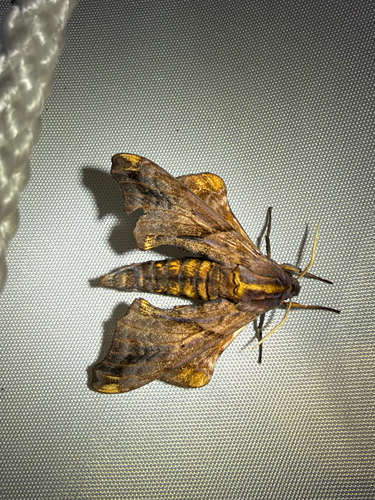 Small-eyed Sphinx