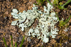 Xanthoparmelia standaertii