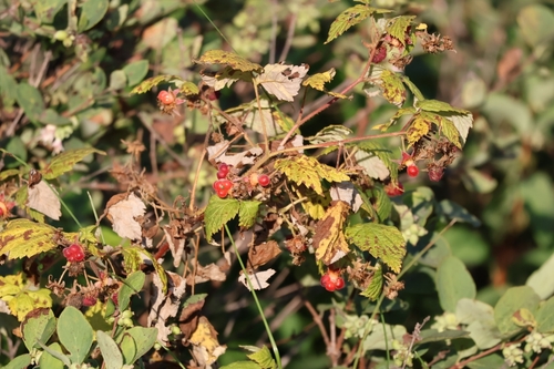 red raspberry
