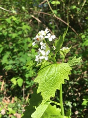 Alliaria petiolata