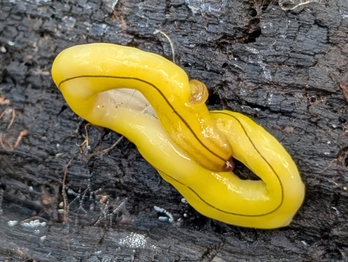 five-striped flatworm
