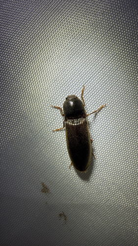 Prosternine Click Beetle