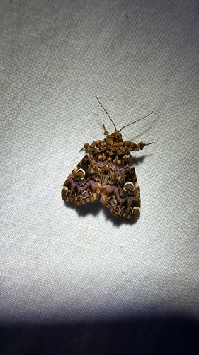 Pink-shaded Fern Moth