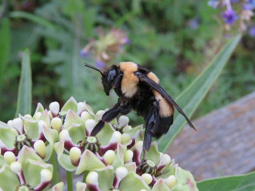 Southern Plains Bumble Bee photographed in Texas