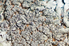 Xanthoparmelia maricopensis