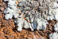 Xanthoparmelia maricopensis