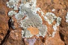 Xanthoparmelia maricopensis