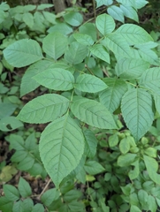 Fraxinus quadrangulata, photograph (c) Skyler Principe, some rights reserved (CC BY)