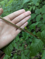 Fraxinus quadrangulata, photograph (c) Skyler Principe, some rights reserved (CC BY)