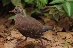 Nesoenas picturatus