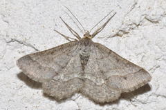 Isturgia murinaria