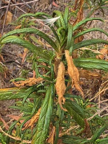 Diplacus longiflorus, photograph 5