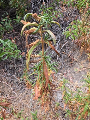 Diplacus longiflorus, photograph 6