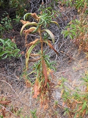 Diplacus longiflorus, photograph (c) Cristhian Mace, some rights reserved (CC BY)
