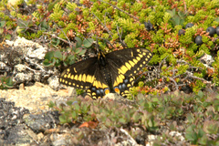 Papilio brevicauda