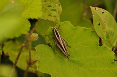 Eyprepocnemidinae