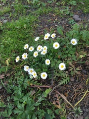 Bellis perennis