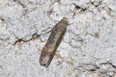 Scrobipalpa ocellatella