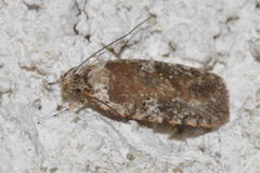 Agonopterix purpurea