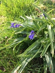 Hyacinthoides non-scripta