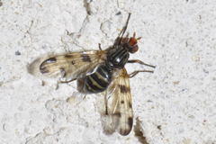 Otites porcus