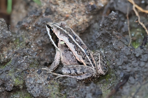 Wood Frog