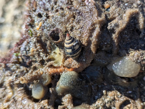 Engina lineata observed 2026-08-13