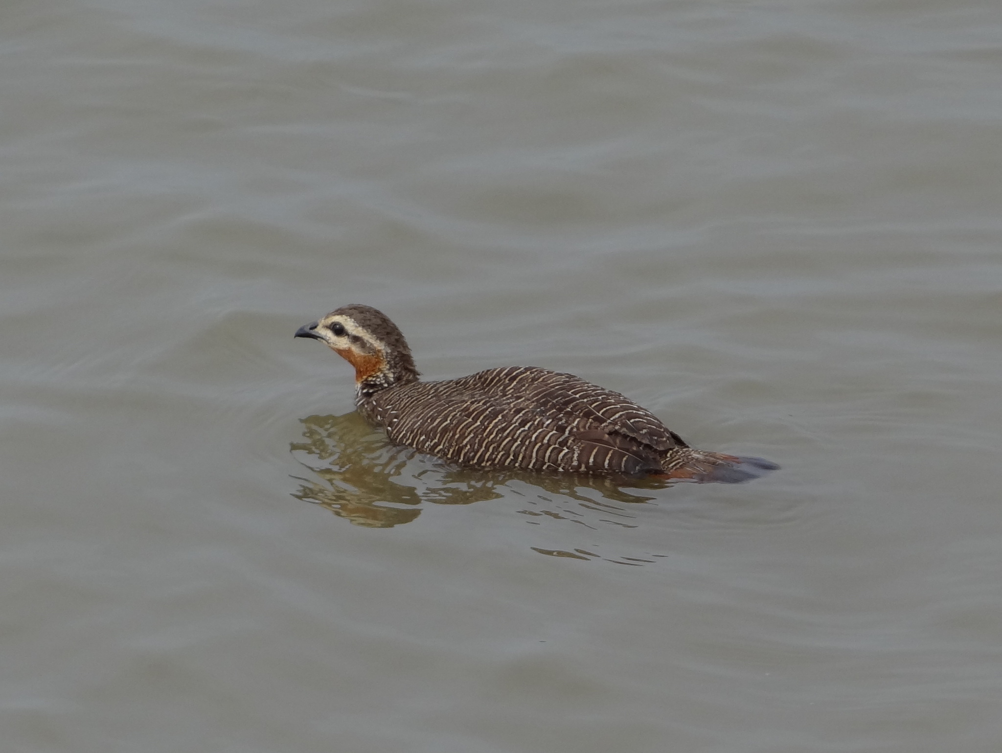 Swamp Francolin illustration
