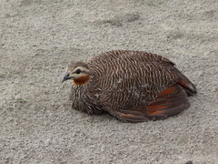 Ortygornis gularis