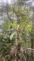 Anopterus macleayanus
