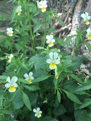 Viola arvensis