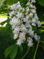 Aesculus hippocastanum