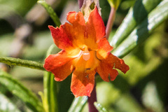 Diplacus × australis
