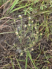 Erigeron modestus