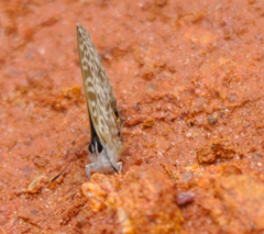 Leptotes rabefaner