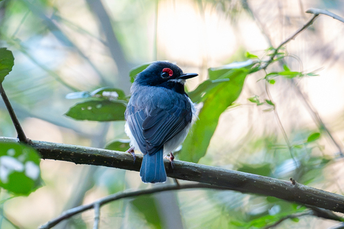 iNaturalist image