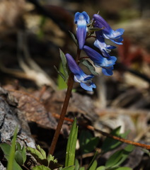Corydalis ambigua