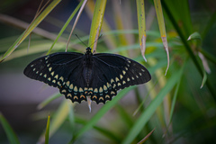 Papilio menatius