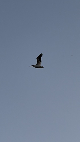 American White Pelican