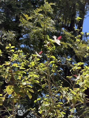 Hibiscus waimeae observed 2026-08-14