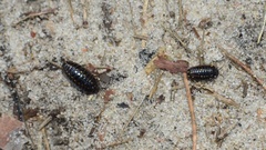 Glomeridae