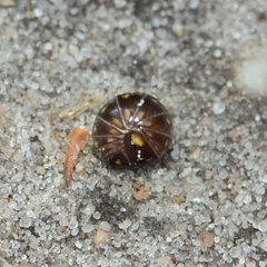 Glomeridae